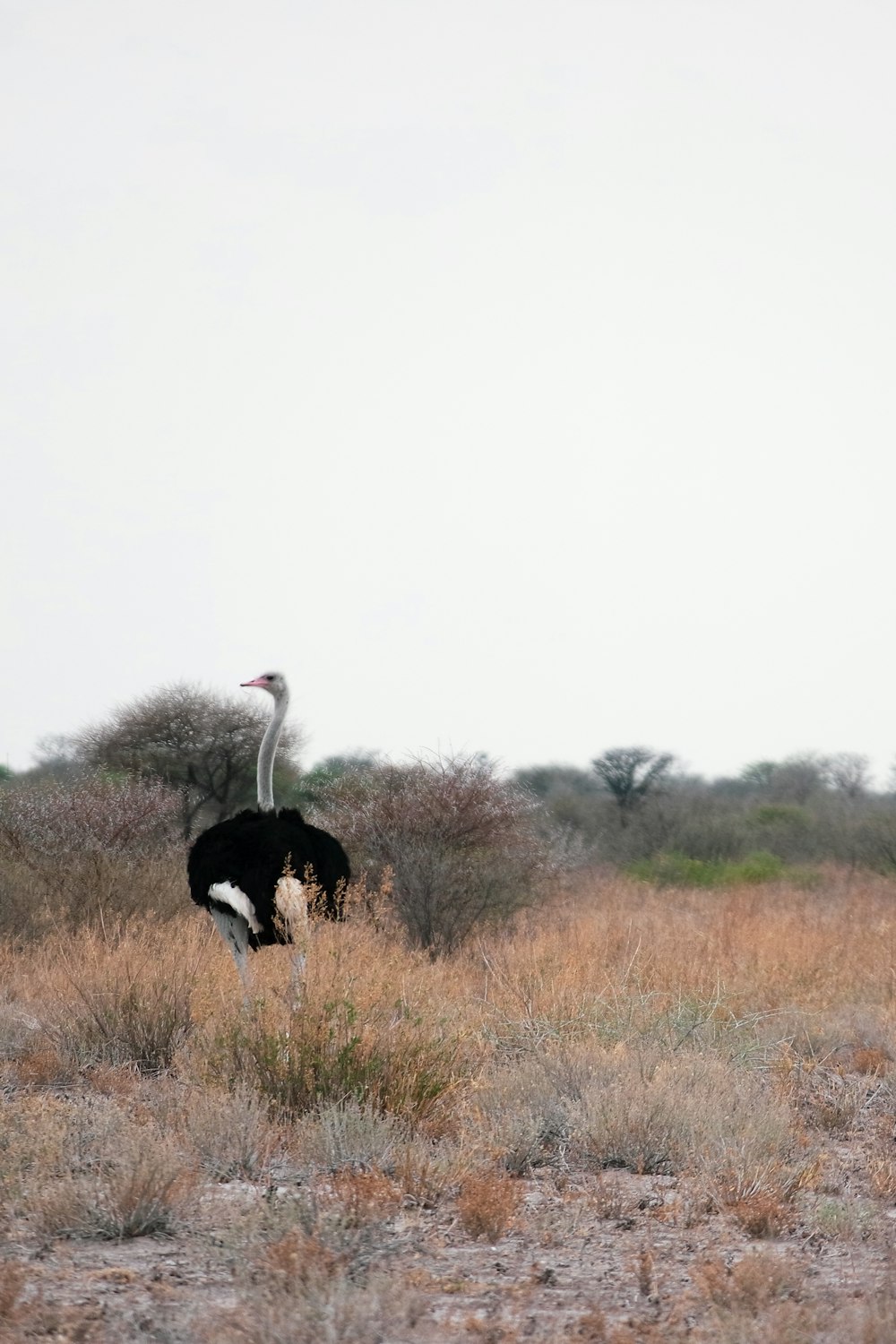 white ostrich on brown grass field during daytime