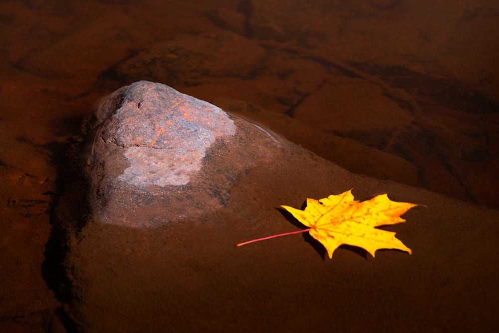 yellow maple leaf on gray rock