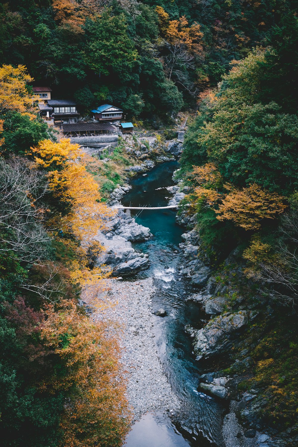 green trees near river during daytime