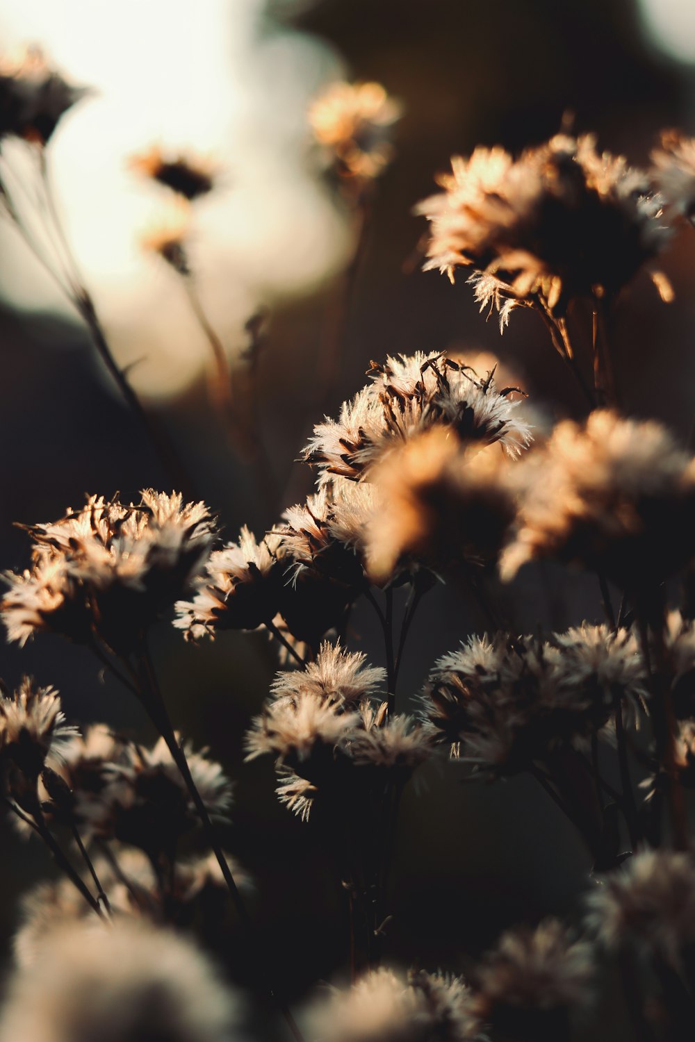 Graustufenfoto von Blumen tagsüber