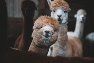 alpaca wool natural fiber amanda ahlstrom clothing sustainable