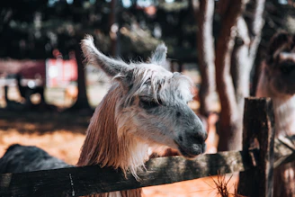 A gentle llama gazing curiously from its cozy enclosure surrounded by lush greenery.