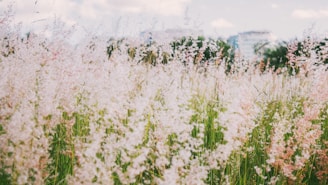 white flowers near body of water during daytime