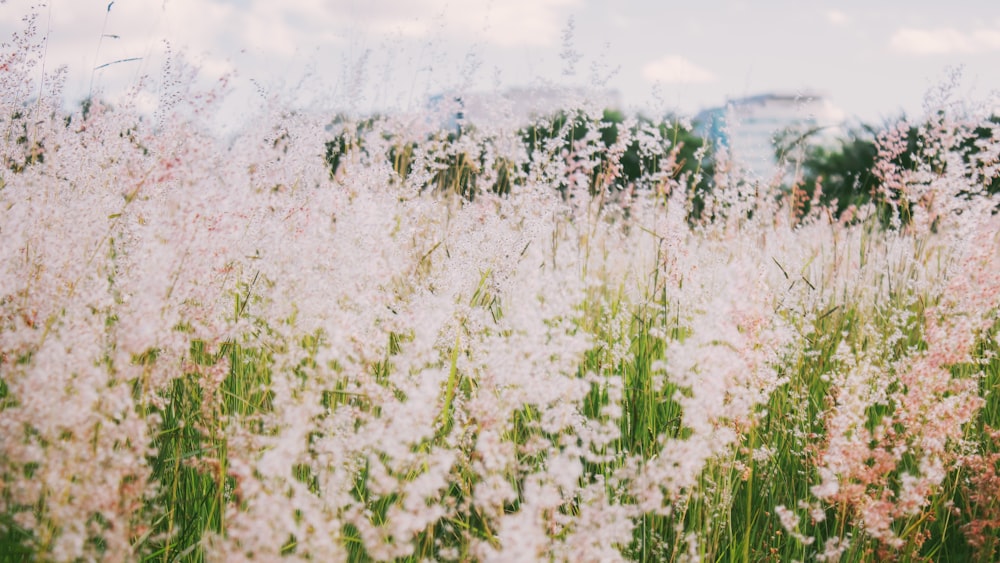 white flowers near body of water during daytime