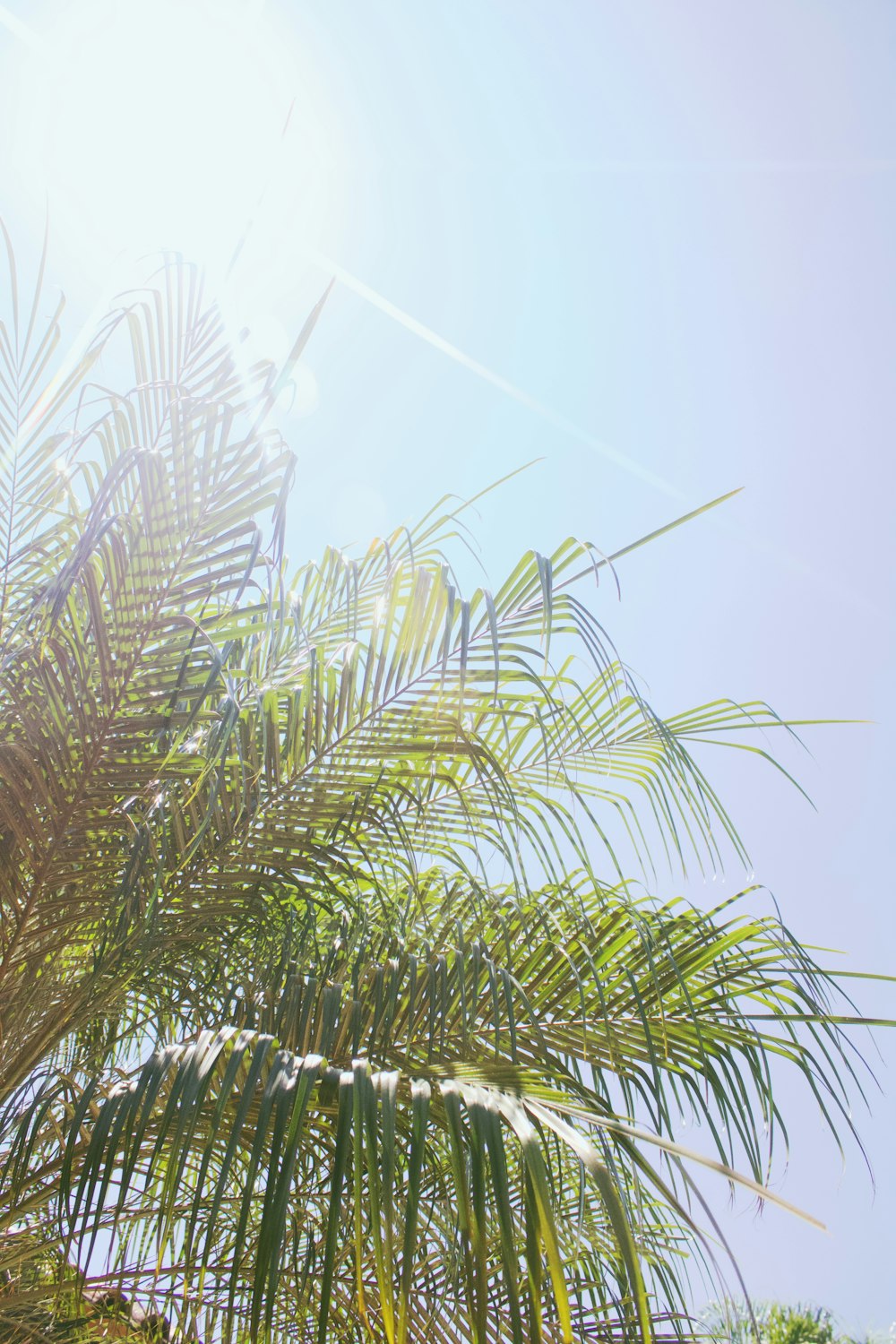 green palm tree under white sky