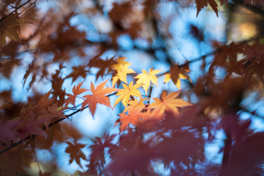 orange maple leaves in tilt shift lens