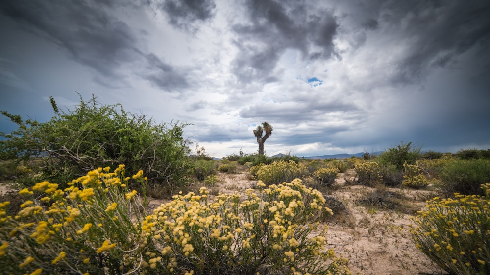 yellow flower field under cloudy sky during daytime