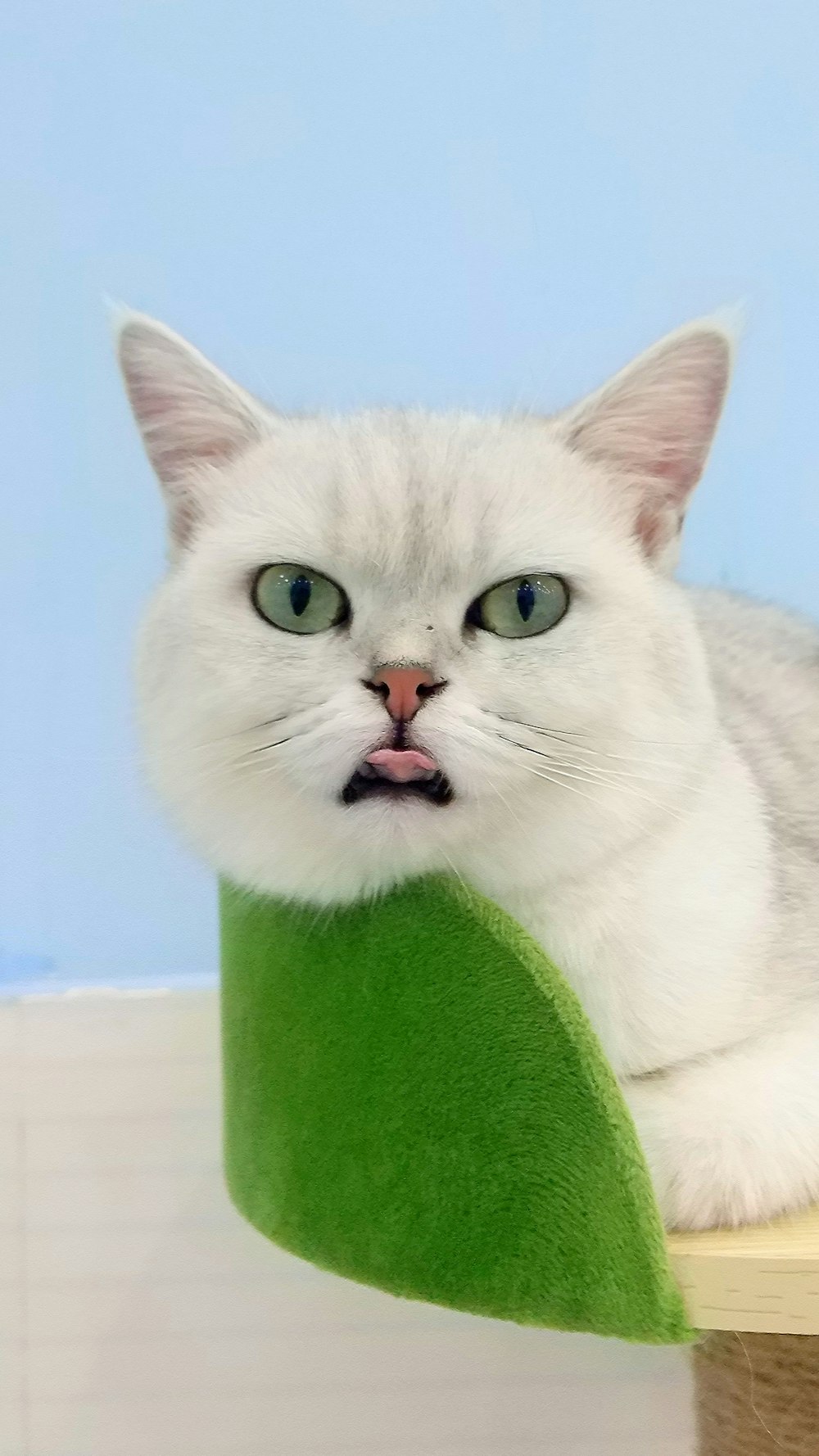white cat on green textile