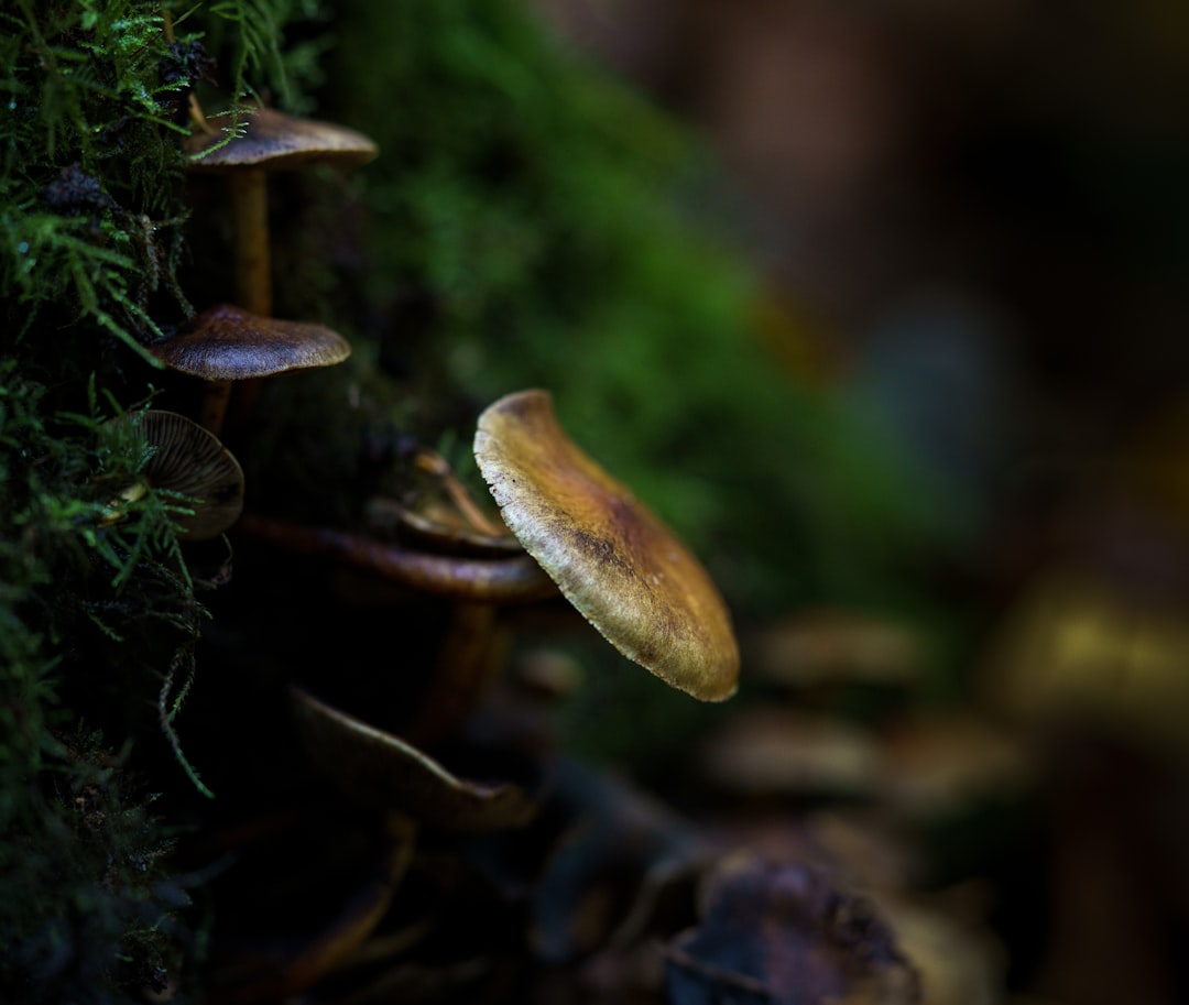 brown mushroom on green grass