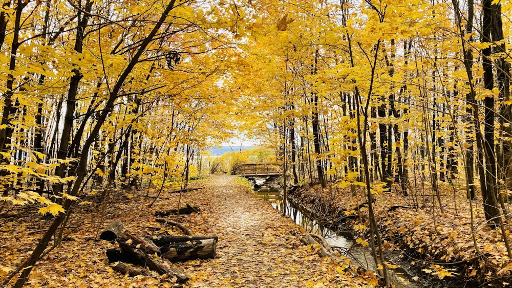 yellow and brown trees during daytime