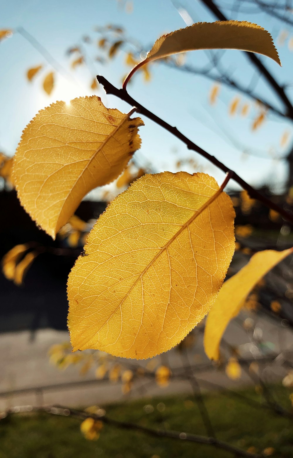 yellow leaves in tilt shift lens