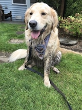 Happy dog owners washing their muddy dog easily using the Mutt Wash machine at a coastal holiday park.