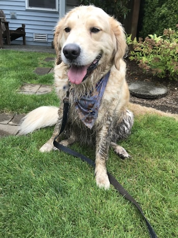 Happy dog owners washing their muddy dog easily using the Mutt Wash machine at a coastal holiday park.