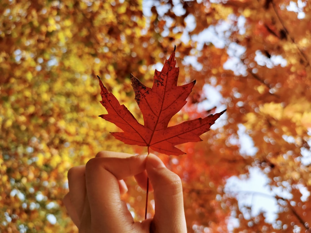 person holding red maple leaf