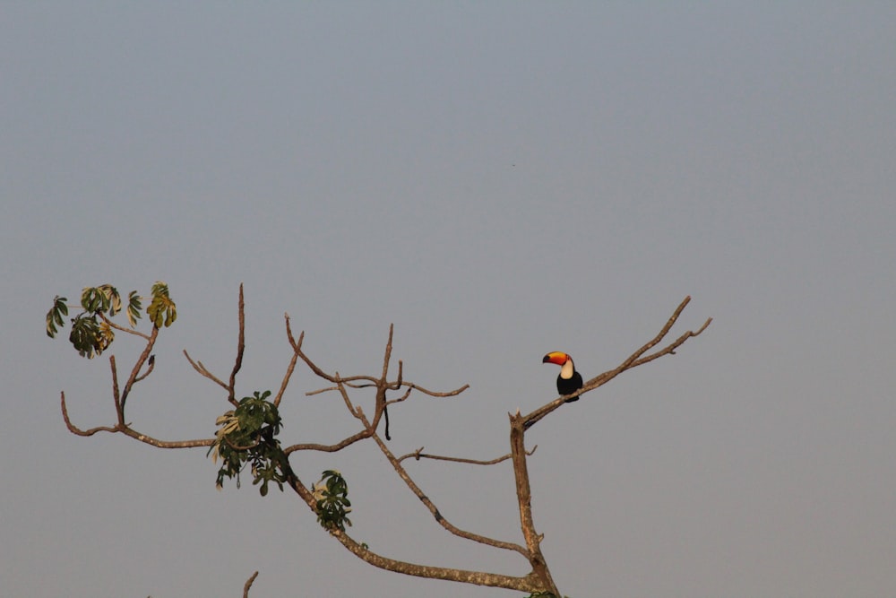 black and orange bird on brown tree branch during daytime