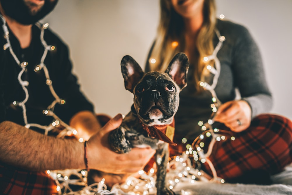 black and white french bulldog