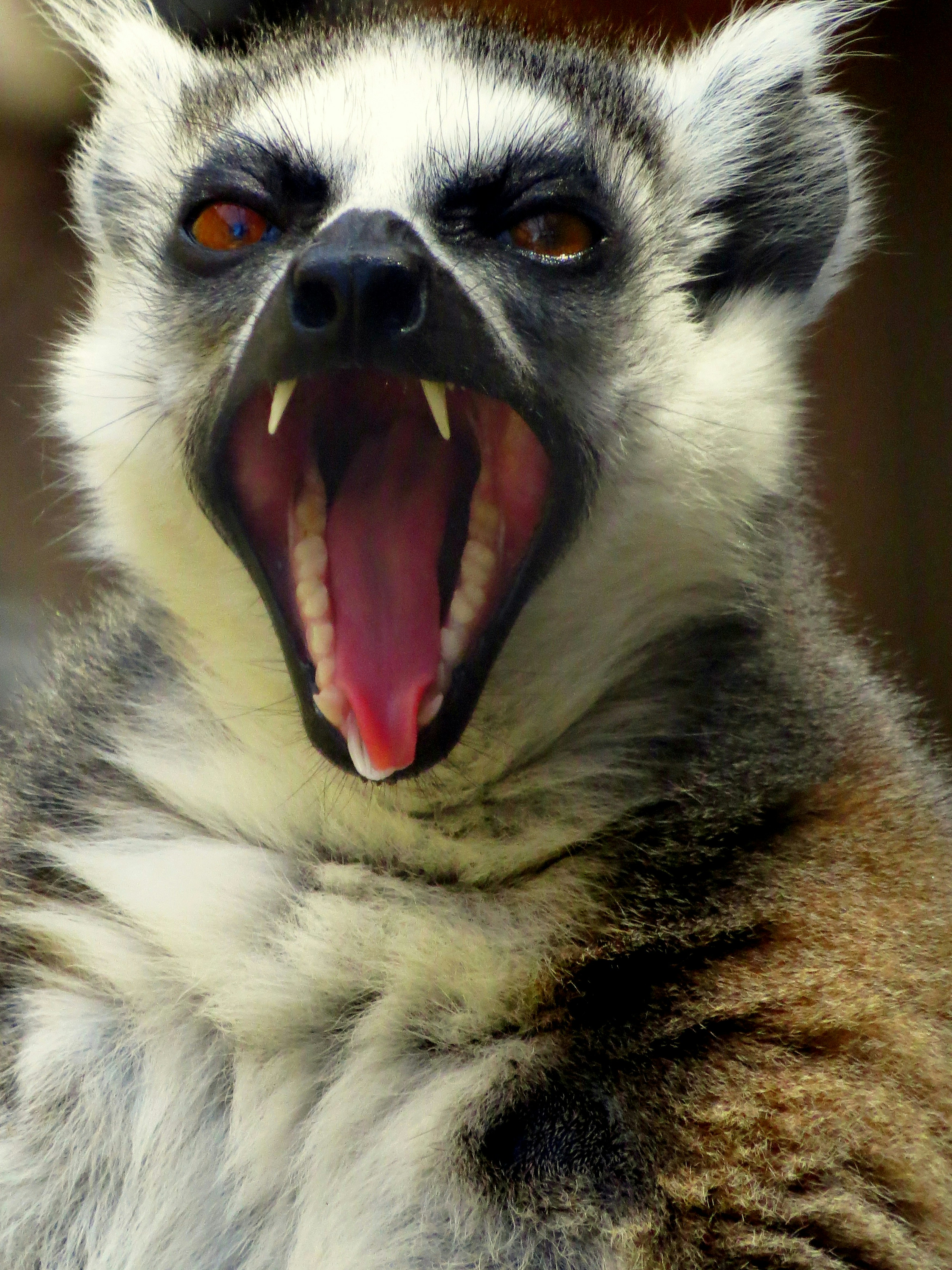 Ring-tailed lemur Madagascar