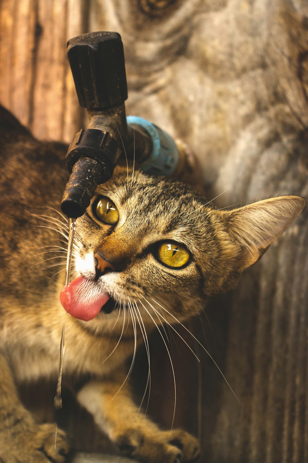 brown tabby cat on brown wooden fence