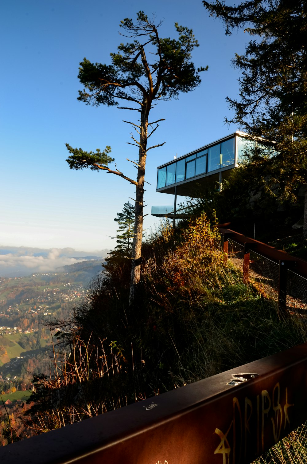 green tree on top of mountain during daytime