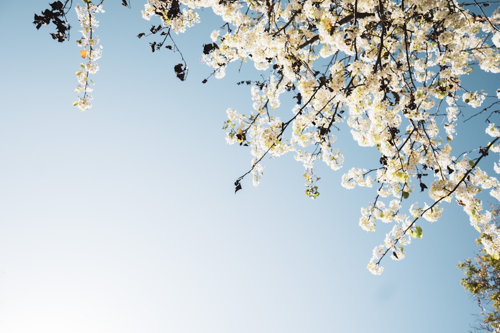 white cherry blossom under white sky during daytime