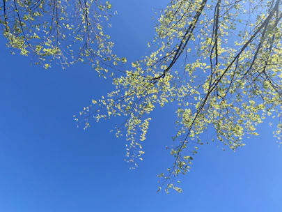 A serene tree of life illustration with soft blue and green hues symbolizing growth and healing.