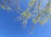 A serene tree of life illustration with soft blue and green hues symbolizing growth and healing.
