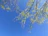 A serene tree of life illustration with soft blue and green hues symbolizing growth and healing.