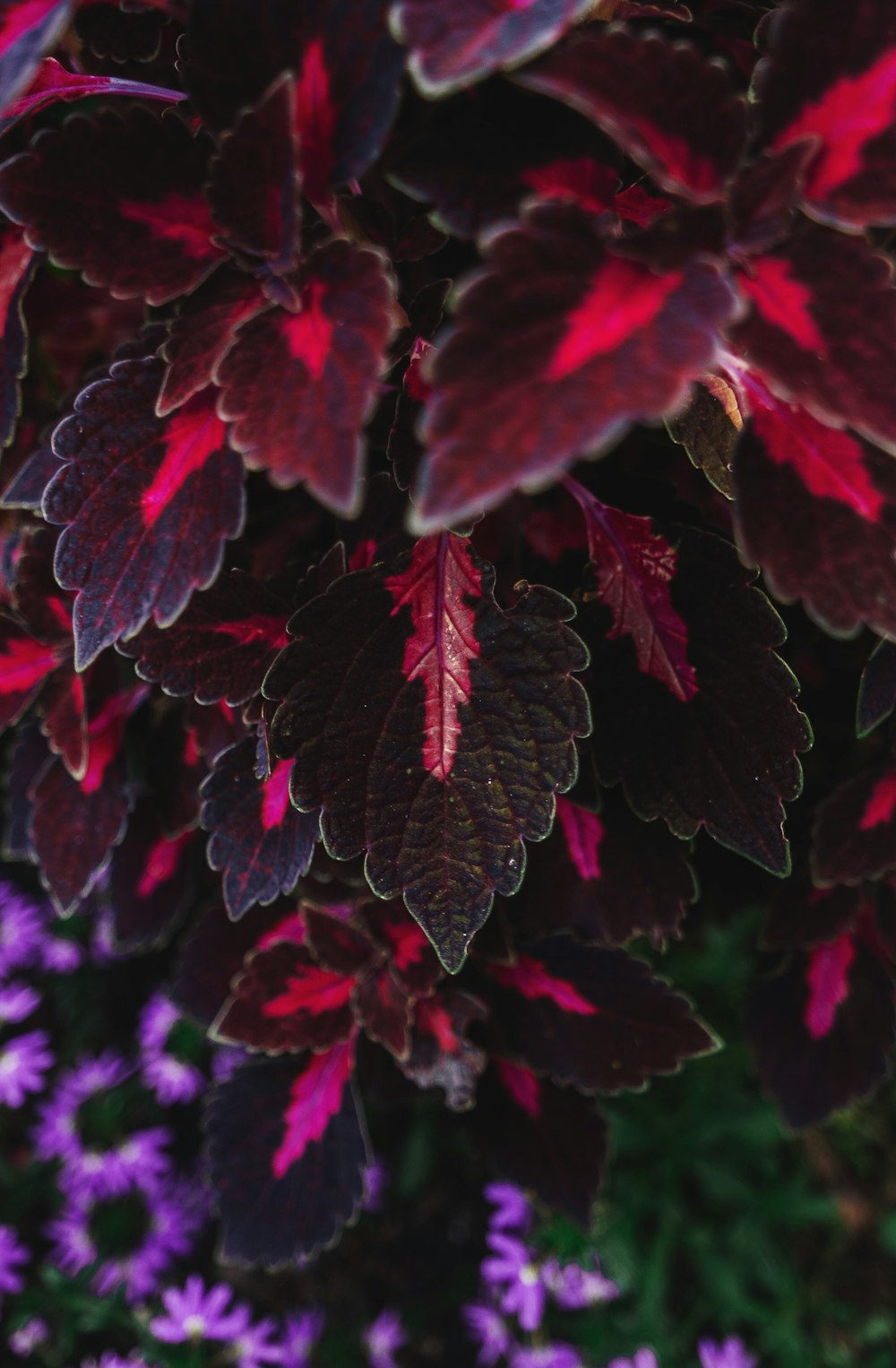 red and purple flower in close up photography