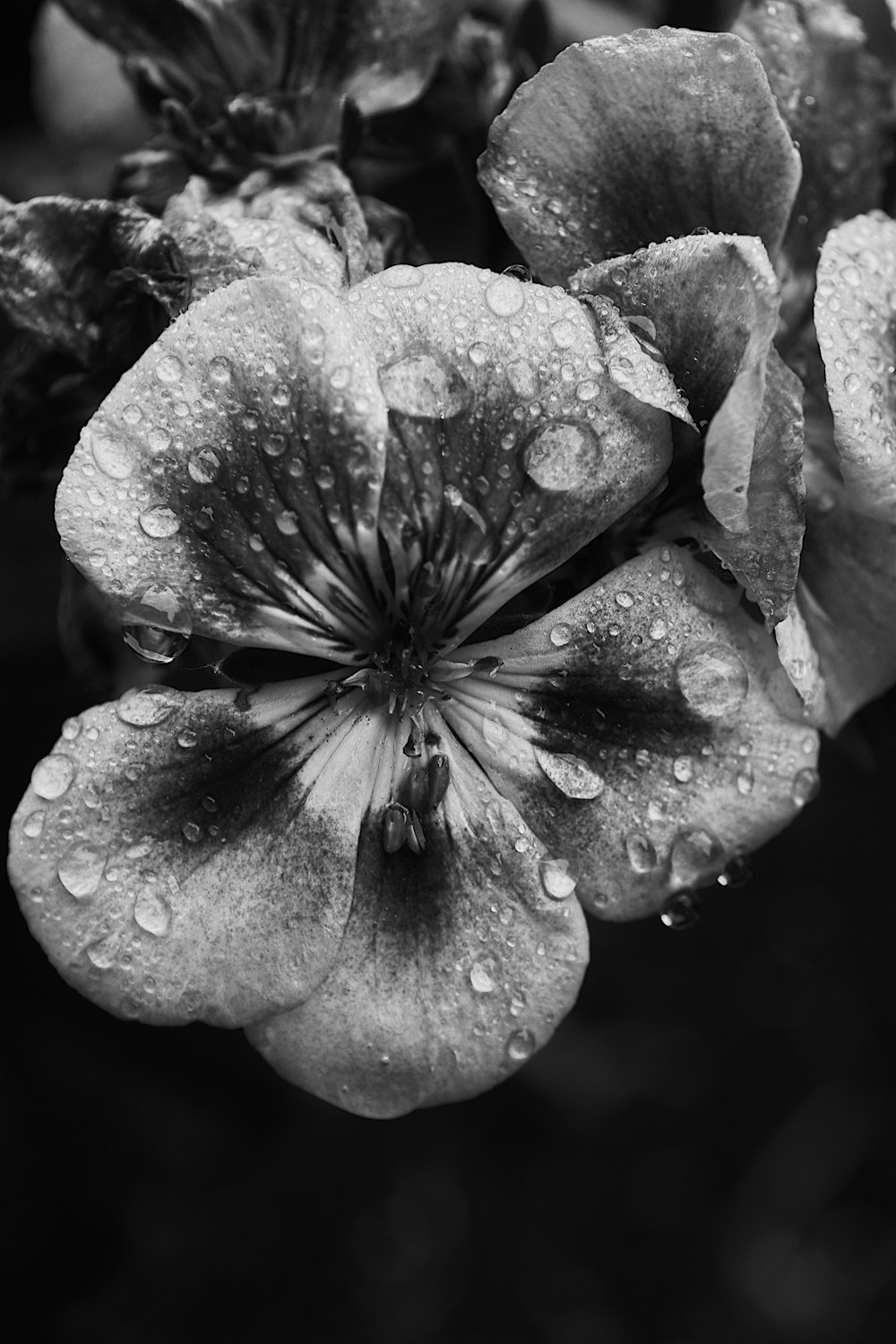 grayscale photo of flower with water droplets