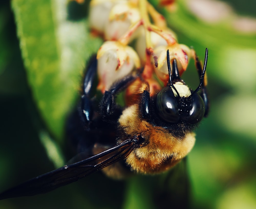 black and yellow bee on green leaf