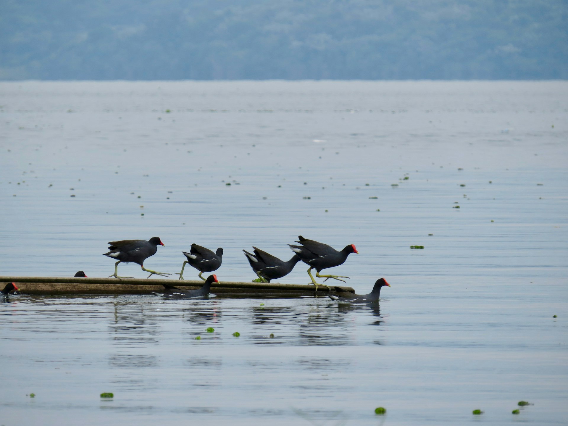 flock of birds on water during daytime