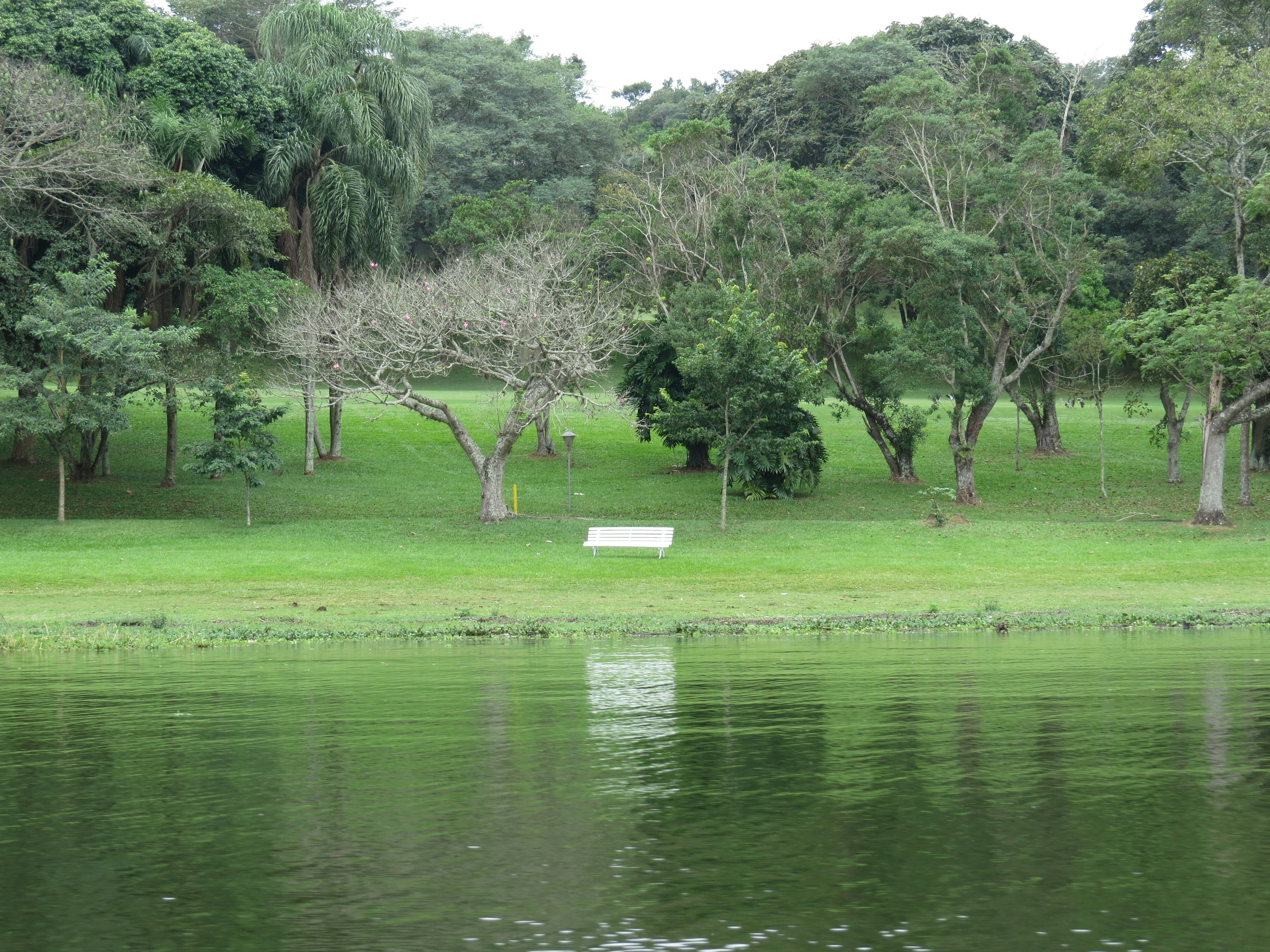 Capybara in a protected area of the Guarapiranga Reservoir