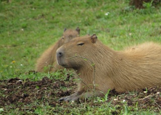 brown rodent on green grass during daytime