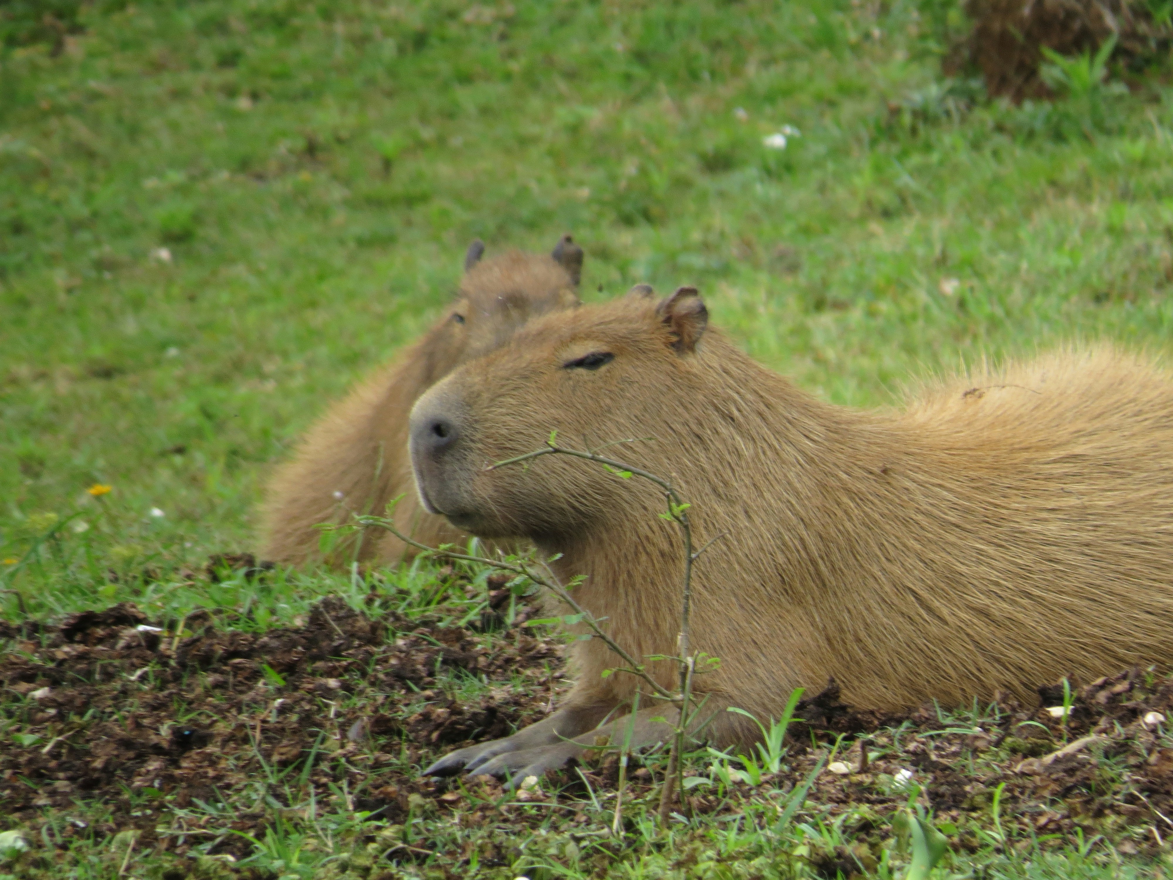 Amazing Capybara Encounter at Northumberland Zoo