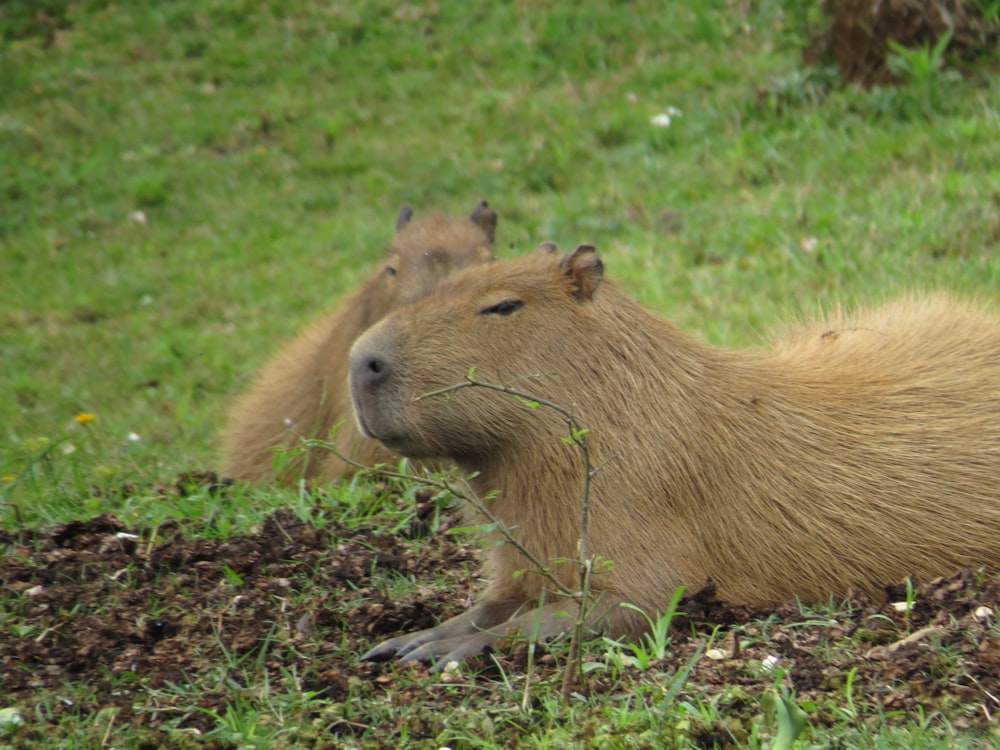 brown rodent on green grass during daytime