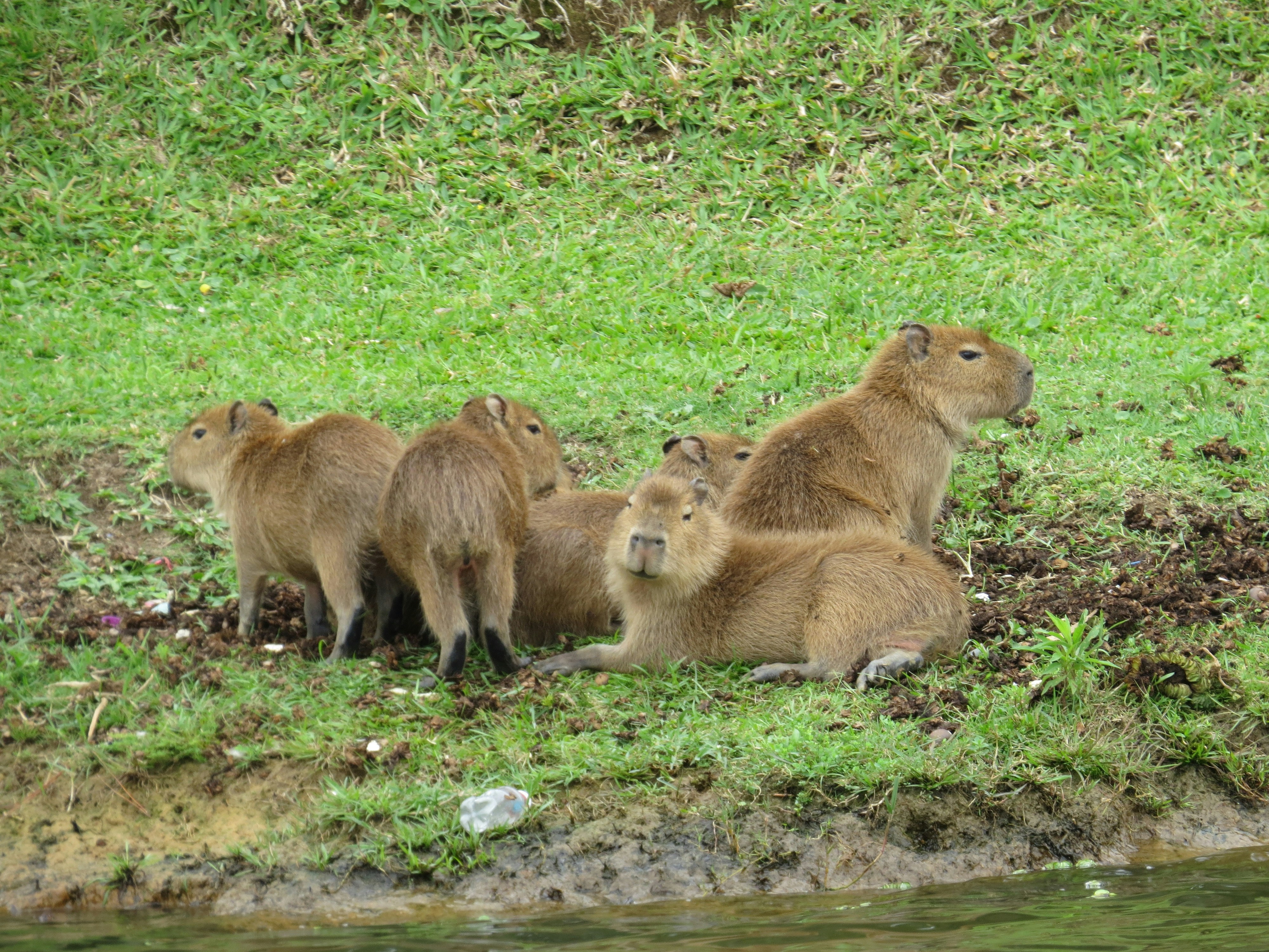 The Value of Pet Simulations: A Guide for Capybara Owners
