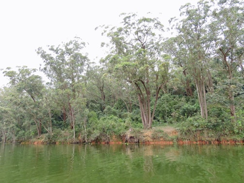 A peaceful riverside scene in Khao Sok, with lush greenery reflected in still water.
