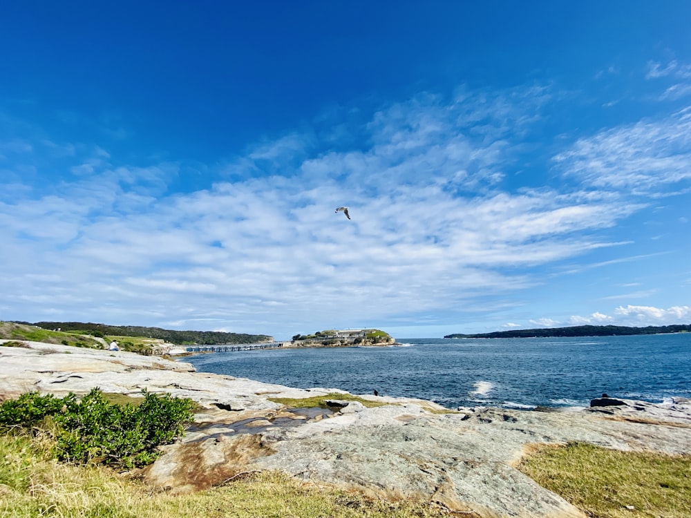 bird flying over the sea during daytime