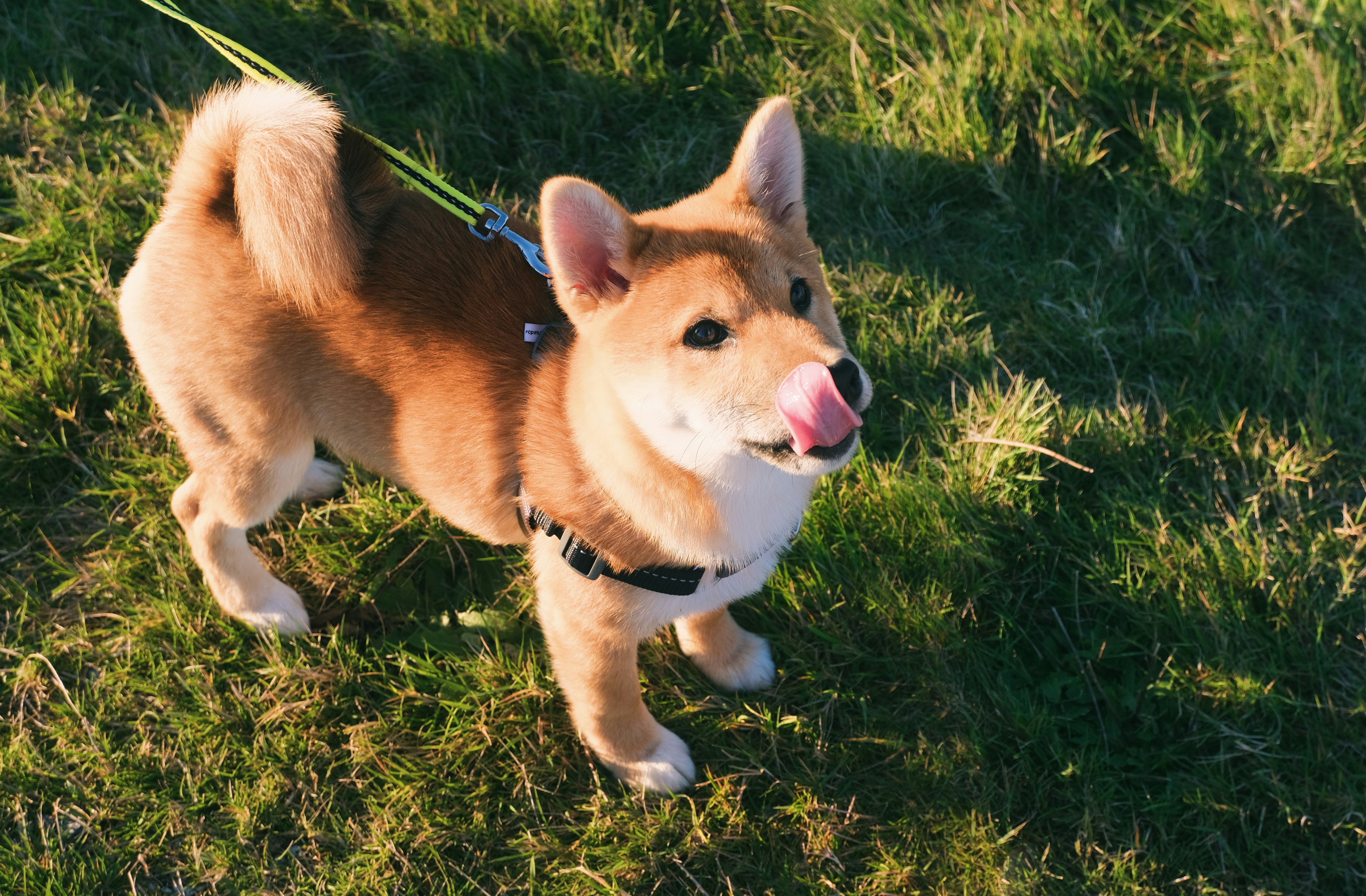 brown and white corgi puppy on green grass field during daytime
