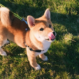 brown and white corgi puppy on green grass field during daytime