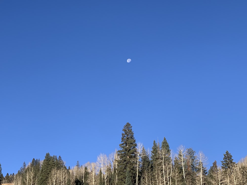 pinos verdes bajo el cielo azul durante el día