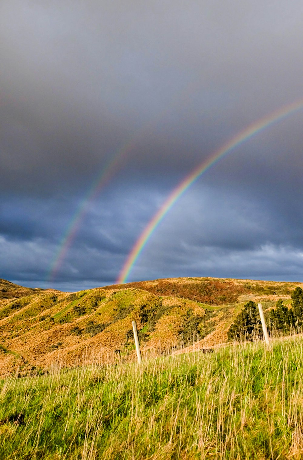 green grass field under rainbow