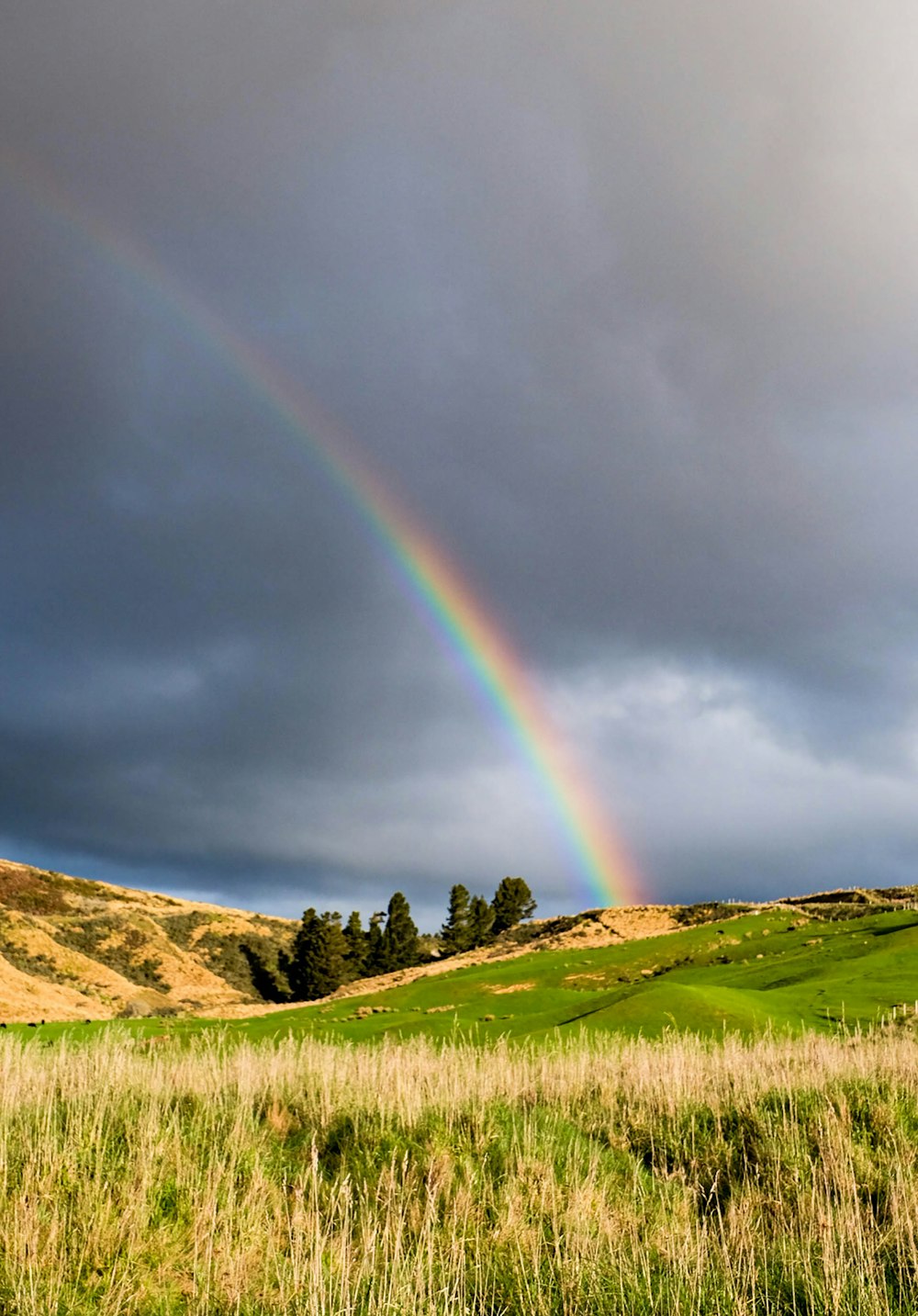 green grass field under rainbow