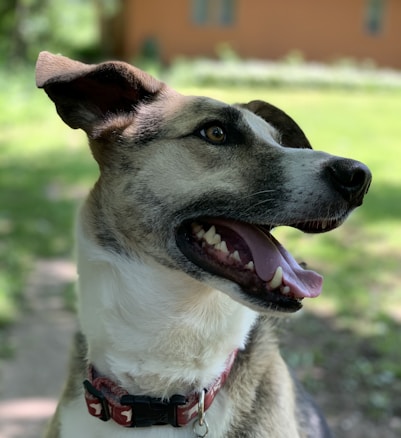 A close-up of a dog with a short coat, featuring a mix of white, black, and brown colors. The dog is looking off to the side with its mouth open, showing its teeth and tongue. Its large ears are perked up, and it is wearing a red collar with a tag. The background is a lush green garden with some blurred elements, suggesting depth.