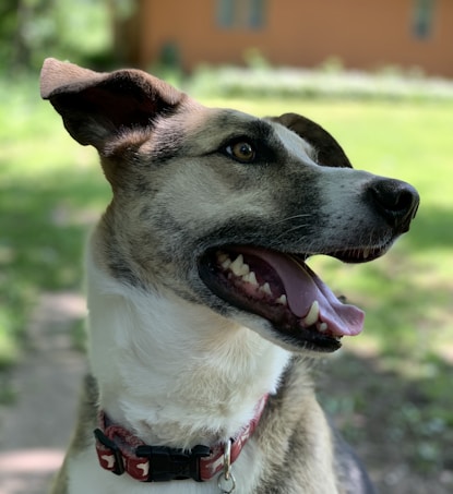 A close-up of a dog with a short coat, featuring a mix of white, black, and brown colors. The dog is looking off to the side with its mouth open, showing its teeth and tongue. Its large ears are perked up, and it is wearing a red collar with a tag. The background is a lush green garden with some blurred elements, suggesting depth.