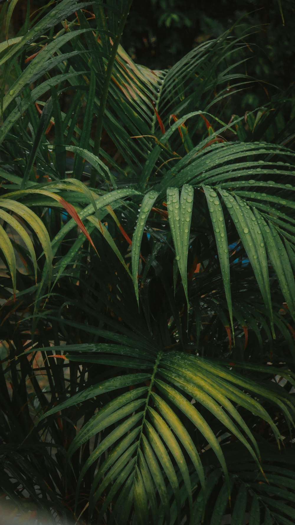 green leaf plant during daytime