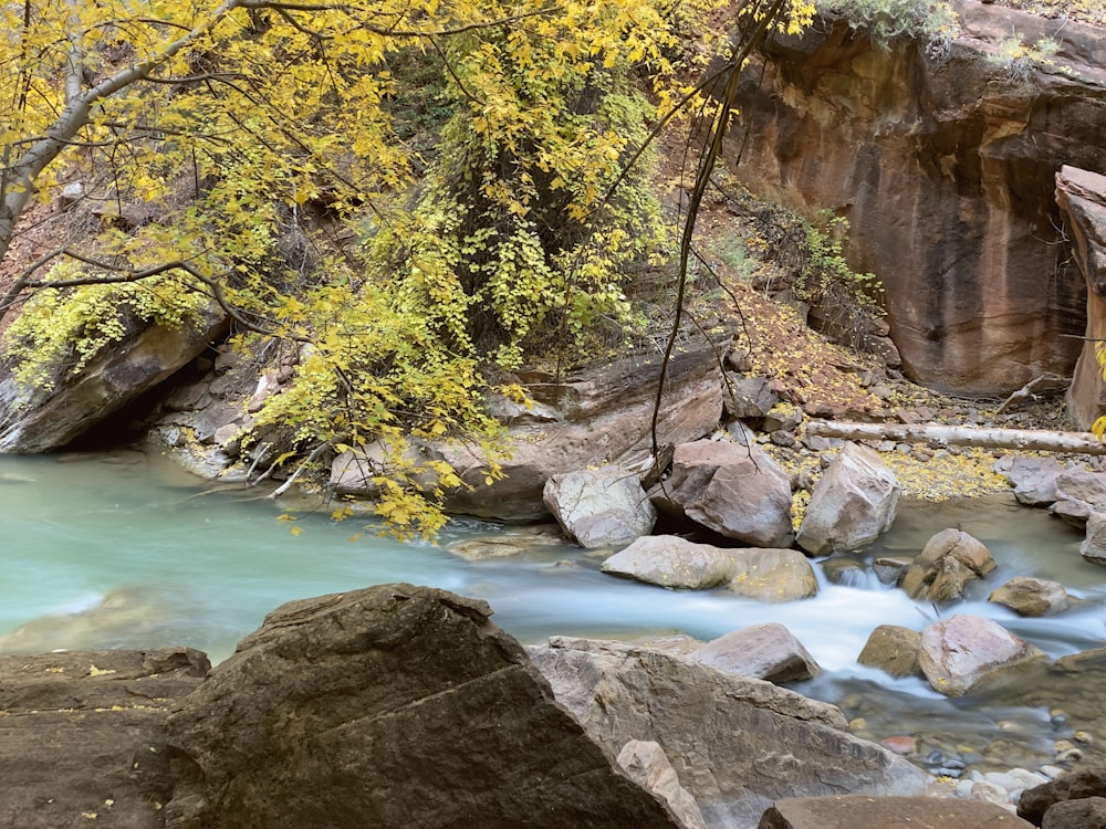 river in between brown rocks and green trees during daytime