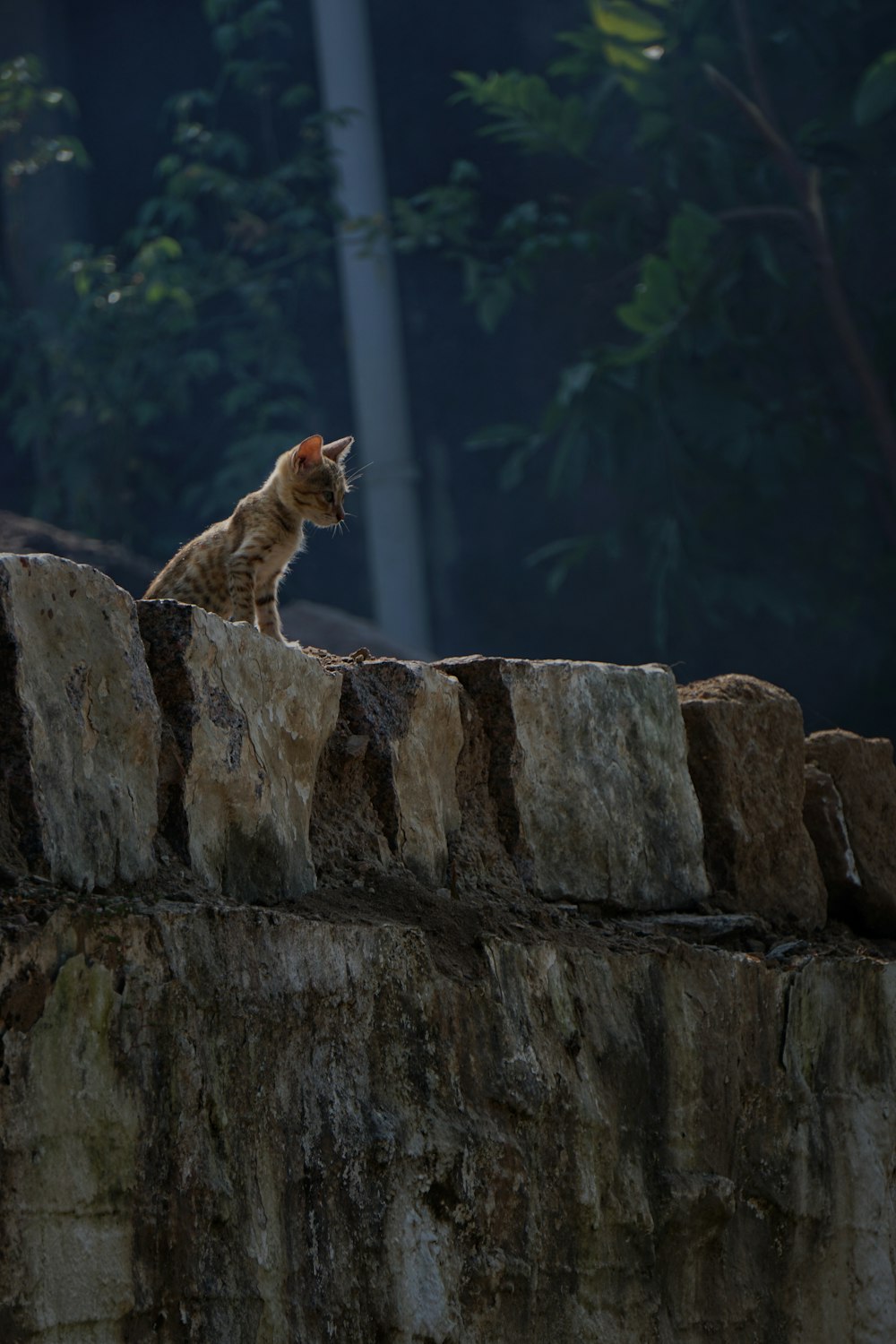 brown cat on brown rock