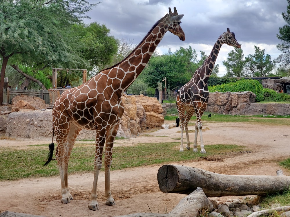 giraffe standing on brown soil during daytime