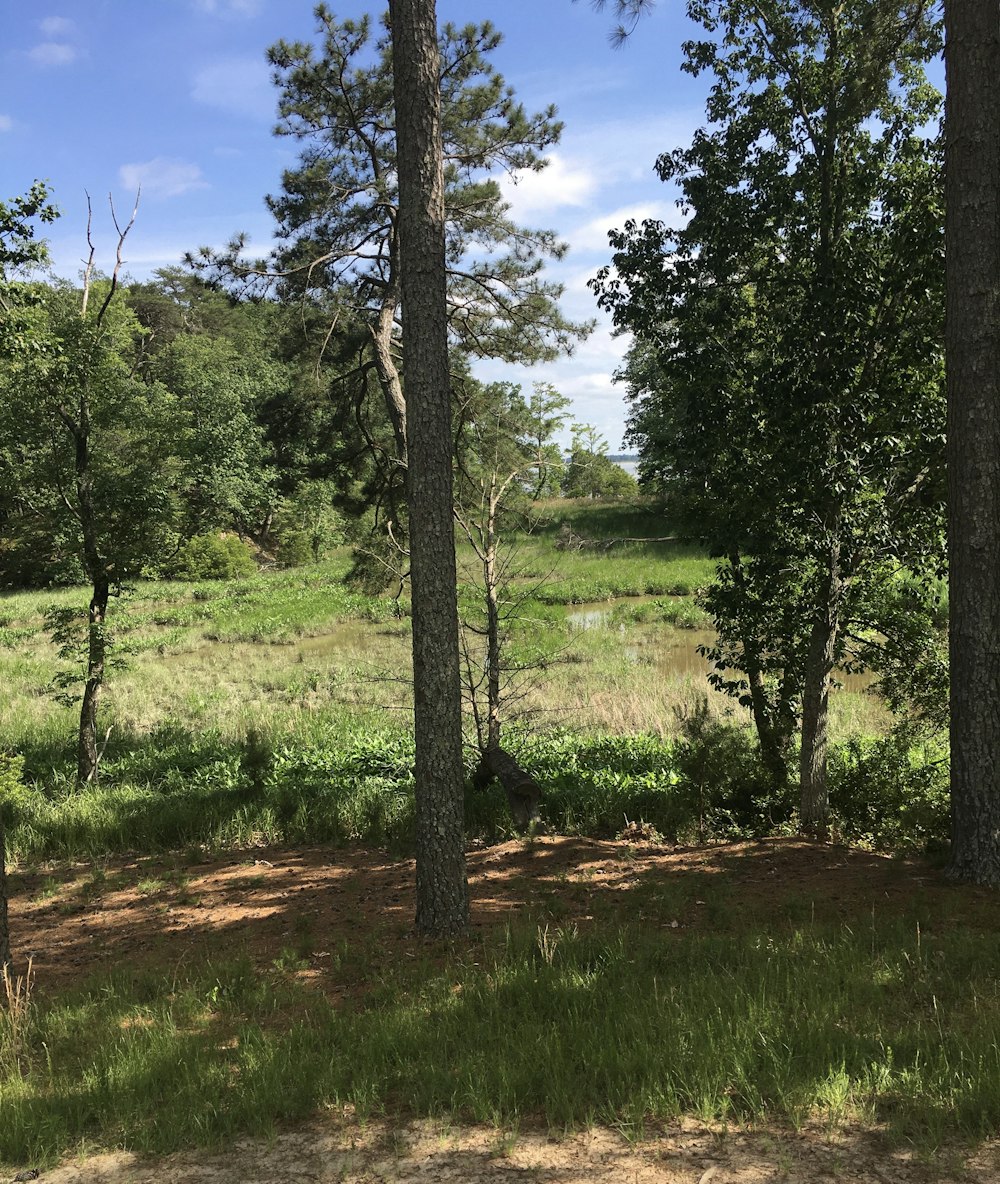 green trees on green grass field during daytime